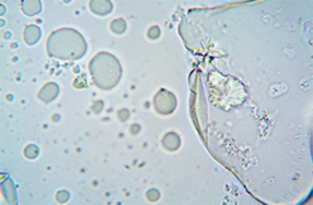 细胞生物学研究方向